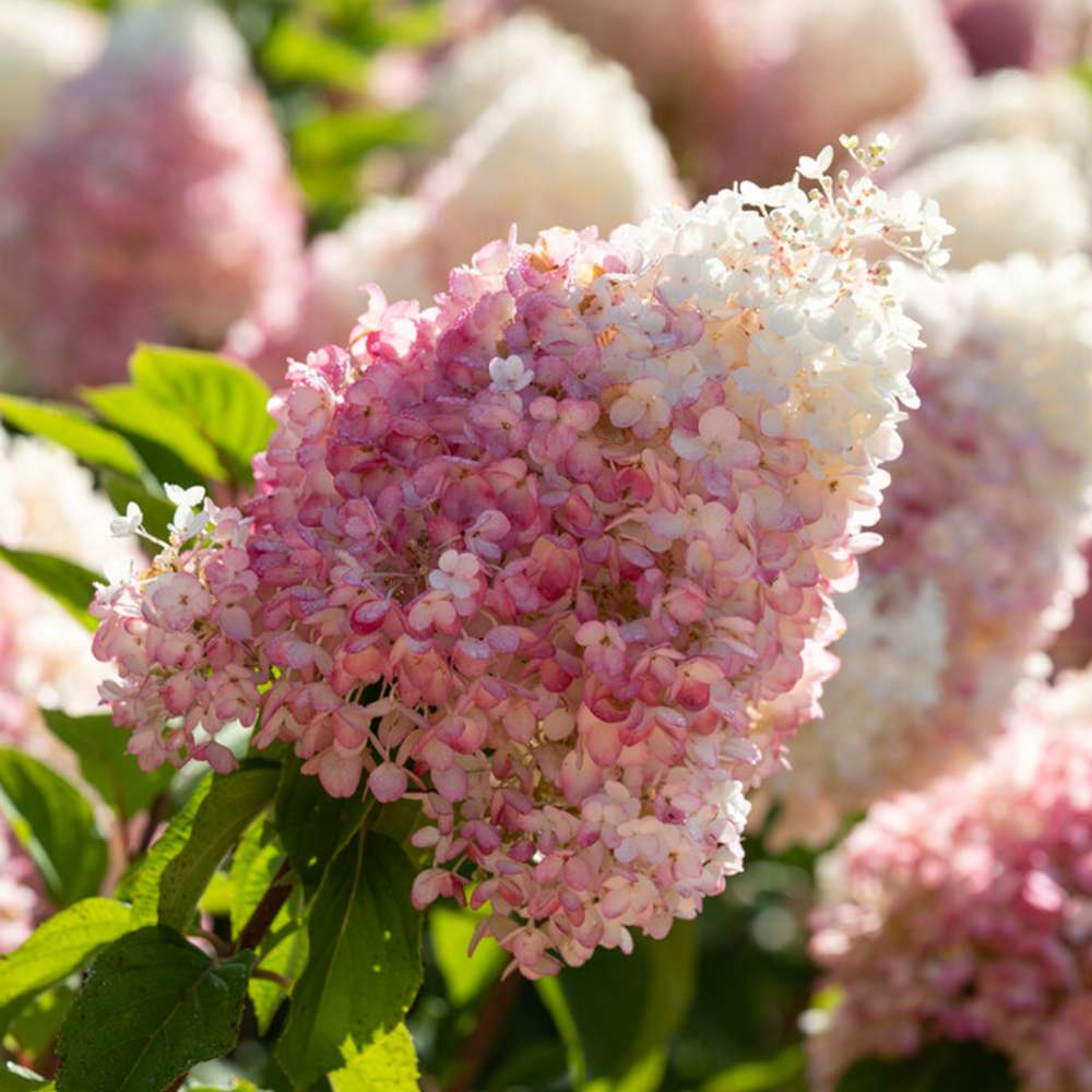 Hortensia 'Living Strawberry Blossom®'